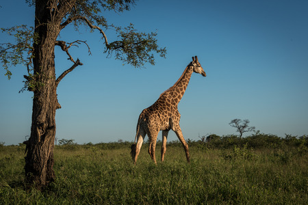 Giraffe Kruger National Park South Africaの写真素材