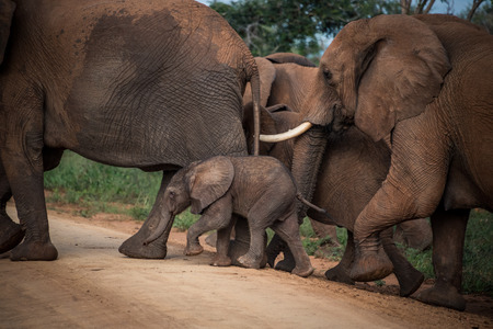 Elephant herd crossing a roadの写真素材