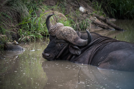 Male Buffalo in water South Africaの写真素材