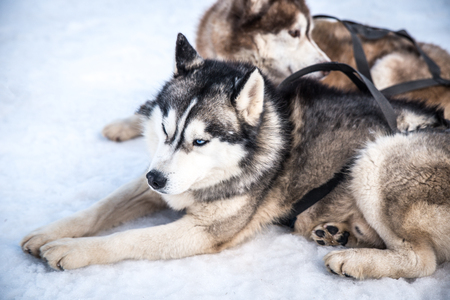 Husky waiting to pull the sled in the mountains of Bulgariaの写真素材