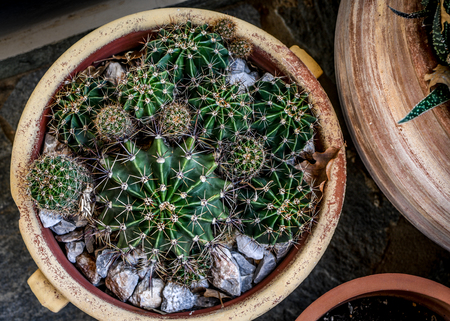 Overview of cactus plants in terracotta potの写真素材
