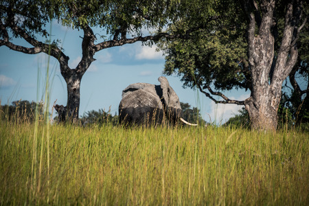 Lone elephant walking from the water in the Okavango Delta Botswanaの写真素材