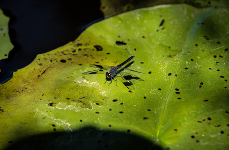Close up of dragon fly resting on green and black leafの写真素材