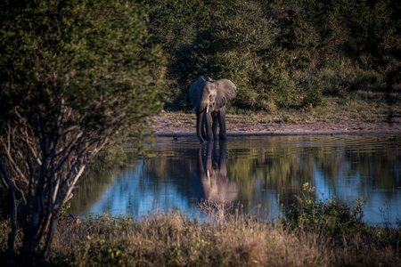 Lone elephant drinking from a waterhole in Botswanaの写真素材