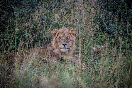 Male lion in long grass in the bush in Botswanaの写真素材
