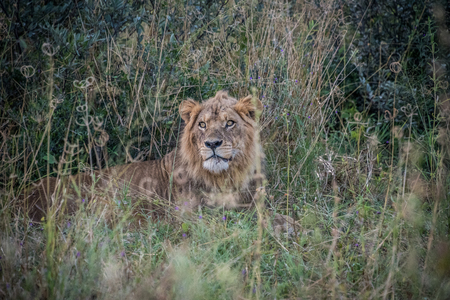 Male lion in long grass in the bush in Botswanaの写真素材