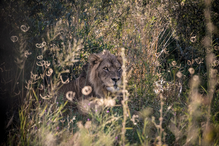 Lion in lon grassの写真素材