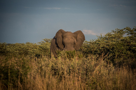 Lone elephant in the bush in Botswanaの写真素材