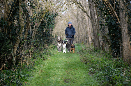 Man walking three dogs in the woods.の写真素材