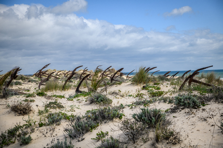 Barril Beach Tavira Portugalの写真素材