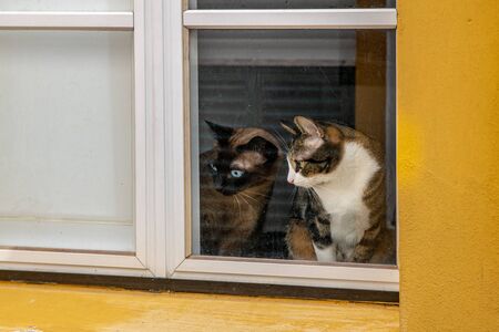 Curious cats looking out a house windowの写真素材