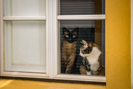 Curious cats looking out a house windowの写真素材