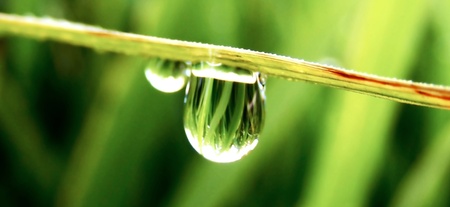 morning dew