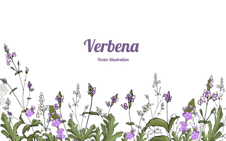 Card, template, banner hand drawing of leaves flowers of verbena branches. Color green graphics, vector illustration.のイラスト素材