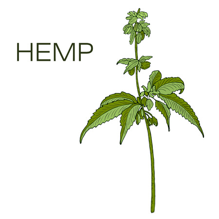 Vector color green of hand drawn hemp cannabis.のイラスト素材
