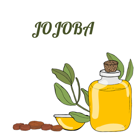Vector color template of hand drawn
jojoba elements. Jojoba essential oil. Oil bottles, branches, leaves, seeds, fruits, flowers, inflorescences.のイラスト素材