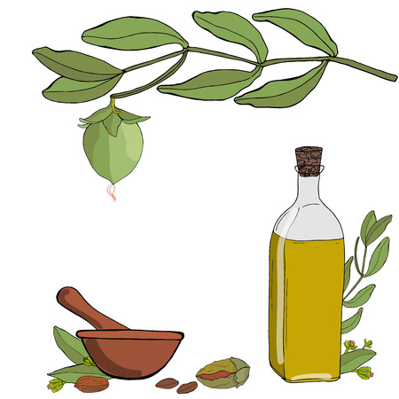 Vector color template of hand drawn
jojoba elements. Jojoba essential oil. Oil bottles, branches, leaves, seeds, fruits, flowers, inflorescences, mortar and pestle.のイラスト素材