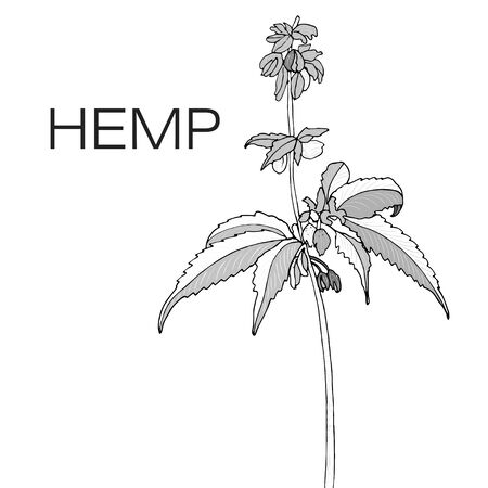 Vector monochrome of hand drawn hemp cannabis.のイラスト素材