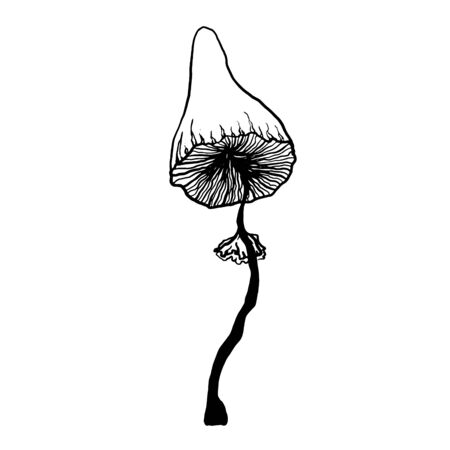 Black silhouette mushroom. Grebe icon illustration isolated on white. Vintage hand drawing vector sign symbol.のイラスト素材