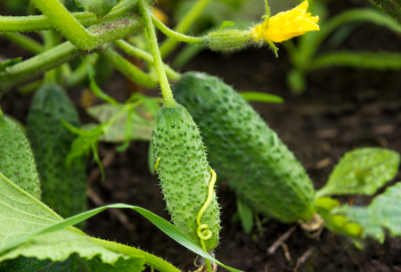 Young green Cucumber growing in a summer gardenの写真素材