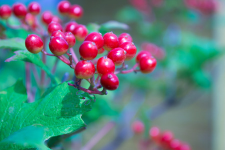 Closeup of bunches of red berries of a Guelder rose at the end of the summer season.の写真素材