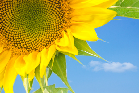Summer background, bright yellow sunflower over blue skyの写真素材