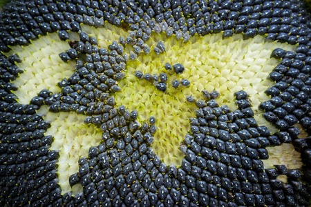 world map made from whole sunflower. conceptの写真素材