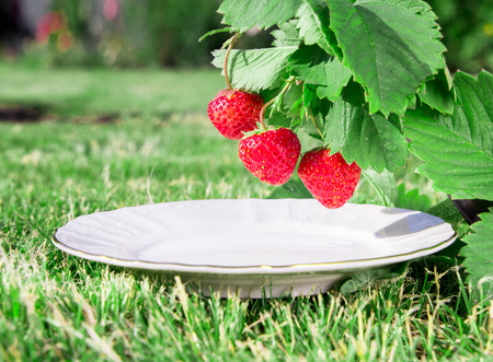 A plate under a Fresh ripe red strawberry. Bush grow in the garden. top quality, organic food concept. verticalの写真素材