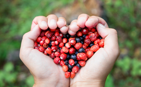 Closeuo of Woman hands holding handful ripe fresh forest berries in heart shape. Blueberry and wild...