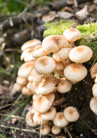 close up of Eatable mushrooms Honey agarics growing in the forest. verticalの写真素材