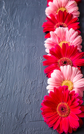 Pink and red gerbera daisy flower on concrete backgrounds. spring background. space for text. verticalの写真素材