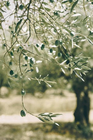 Green olive tree with many olives.の写真素材