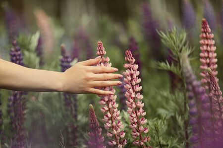 A girl with a beautiful manicure touches a flower in a field of lupins.の写真素材