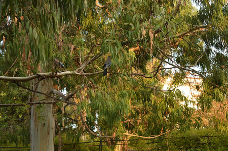 Two beautiful birds sitting on a green treeの写真素材