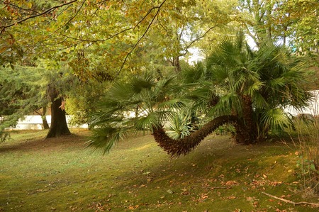 Unusual palm tree grows to the side and not upの写真素材