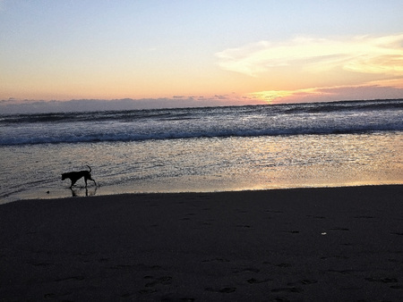Dog played on the beach in the setting sunの写真素材