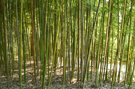 bamboo grow in the parkの写真素材