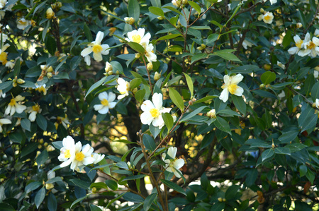 Mountain Camellia. On the Bush bloomed beautiful white flowersの写真素材