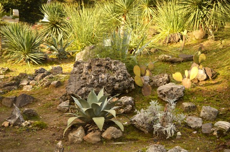 Installation of rocks and plants in the Parkの写真素材