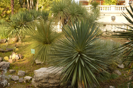 Interesting installation of rocks and plants in the Parkの写真素材