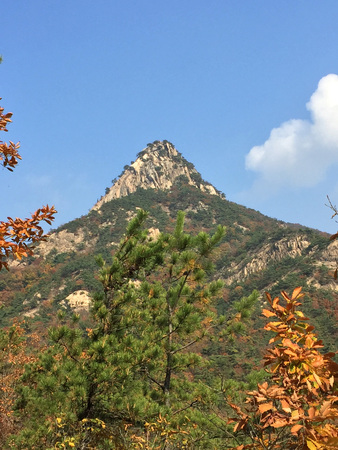 Tree and mountain in the backgroundの写真素材