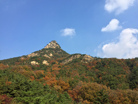 the mountain is in a forestの写真素材