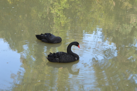 On the pond two black swansの写真素材