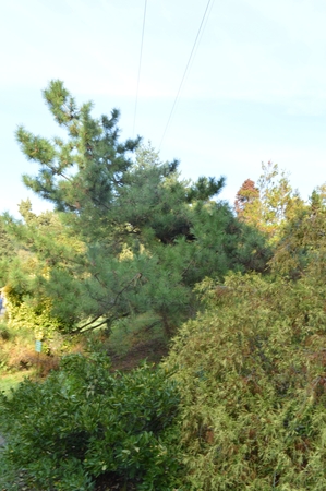 Fir grows under a slopeの写真素材