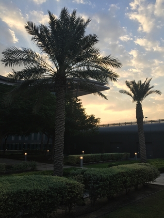 Palm trees in front of the building of a modern airportの写真素材