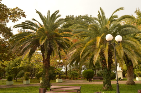 Trees in autumn Parkの写真素材
