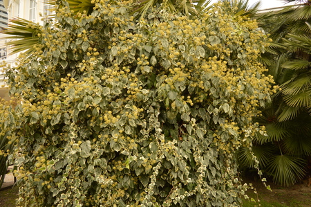 A beautiful Bush with yellow flowers blooming in the Parkの写真素材