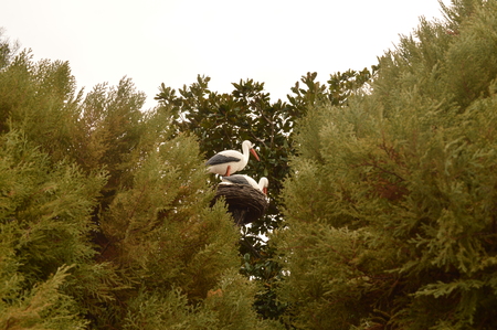Family of storks made a nest on the treeの写真素材