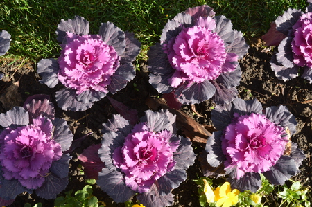 Beautiful pink flowers bloom in winterの写真素材