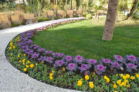 Along the alley are growing yellow and pink flowersの写真素材